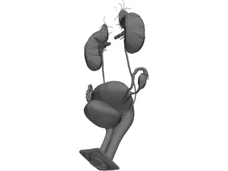 Urinary and Reproductive System Female 3D Model preview