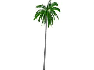 Cocos Nucifera 3D Model preview