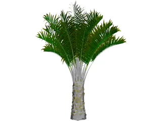 Butia Capitata 3D Model preview