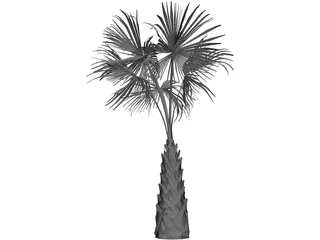Sabal Palmetto Tree 3D Model preview