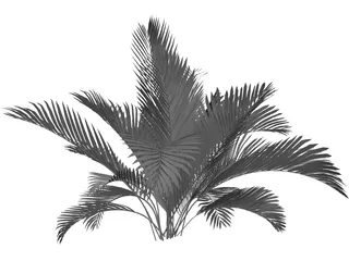 Chamaedorea Cataractum 3D Model preview