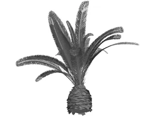 Phoenix Canariensis 3D Model preview