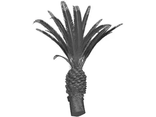 Phoenix Canariensis 3D Model preview