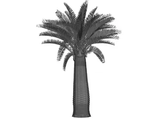 Jubaea Chilensis 3D Model preview