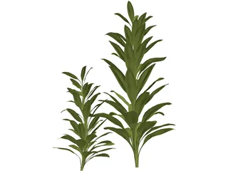 Cordylinea Glauca 3D Model preview