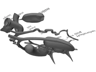 Frog Male Anatomy 3D Model preview