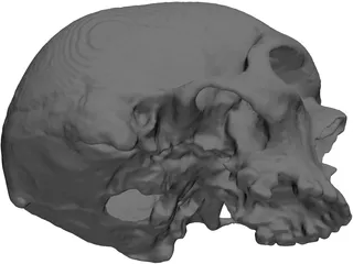 Skull 3D Model preview
