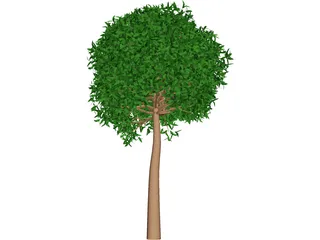 Willow 3D Model preview