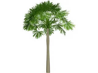 Sabal Palmetto 3D Model preview