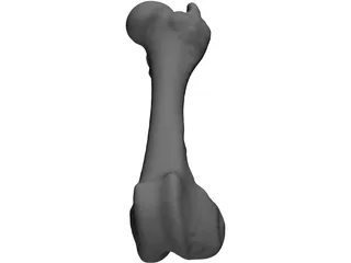 Porcine Femur 3D Model preview