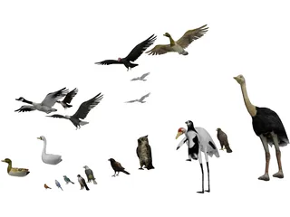 Birds Collection 3D Model preview