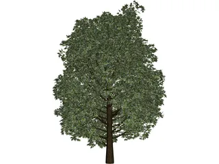 Maple Tree 3D Model preview