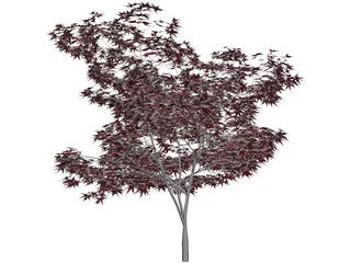 Japanese Maple Tree 3D Model preview