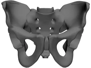 Pelvis and Sacrum 3D Model preview