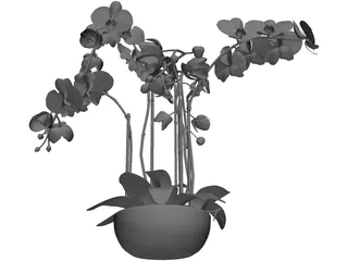 Orchid 3D Model preview