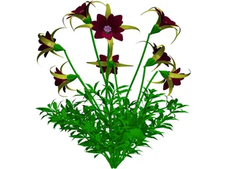 Aquilegia Bied 3D Model preview