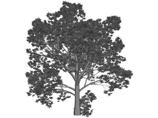 Oak Tree 3D Model preview
