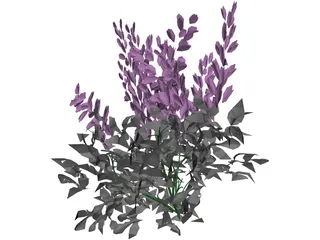 Astilbe Chinensis 3D Model preview