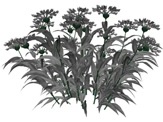 Centaurea Montana 3D Model preview