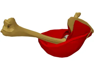 Shoulder Muscle 3D Model preview