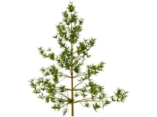 Pine Tree 3D Model preview