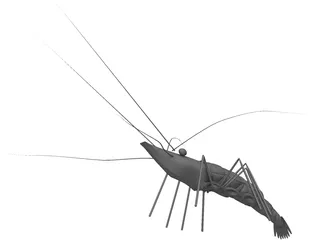 Shrimp 3D Model preview
