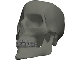 Skull 3D Model preview