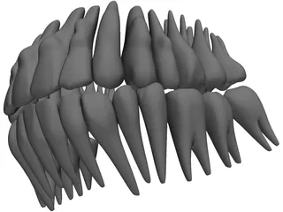Teeth 3D Model preview
