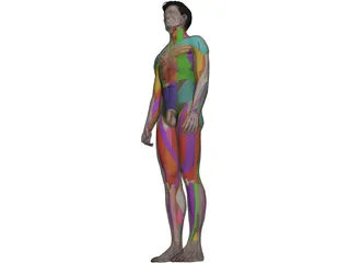 Human Male Complete Anatomy 3D Model preview