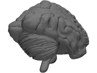 Brain 3D Model preview