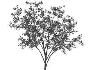 Cercis Siliquastrum Tree 3D Model preview