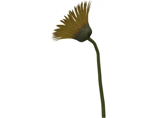 Sunflower 3D Model preview