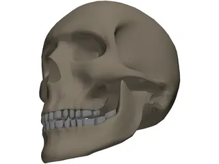 Skull Male 3D Model preview