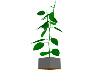 Bell Pepper Plant 3D Model preview