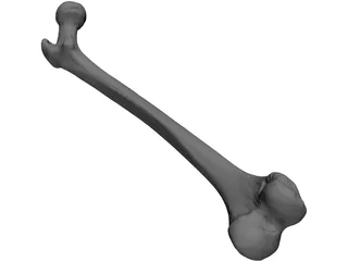 Femur Bone 3D Model preview