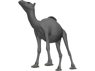 Camel 3D Model preview