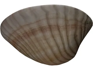 Sea Shell 3D Model preview