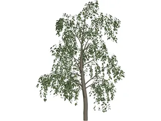 Birch Tree 3D Model preview