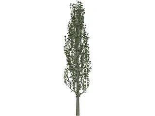 Cypress Tree 3D Model preview