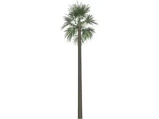 Tree Palm Fan 3D Model preview