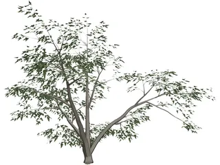 Mesquite Tree 3D Model preview