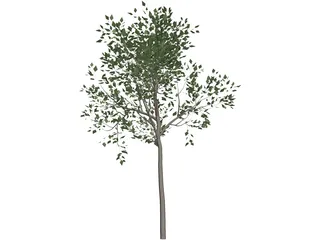 Magnolia Tree 3D Model preview