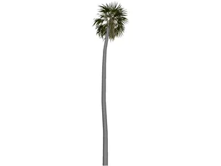 Tree Palm 3D Model preview