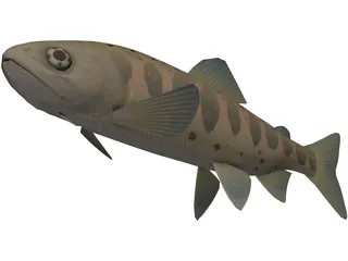 Amago 3D Model preview