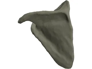 Scapula 3D Model preview