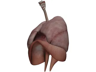 Human Respiratory System 3D Model preview