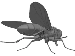 House Fly 3D Model preview