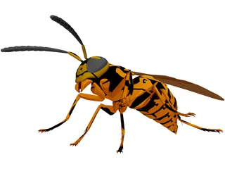 Wasp 3D Model preview