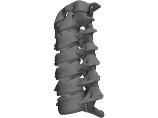 Vertebrae Cervical Bones 3D Model preview