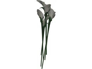 Arum Flower 3D Model preview